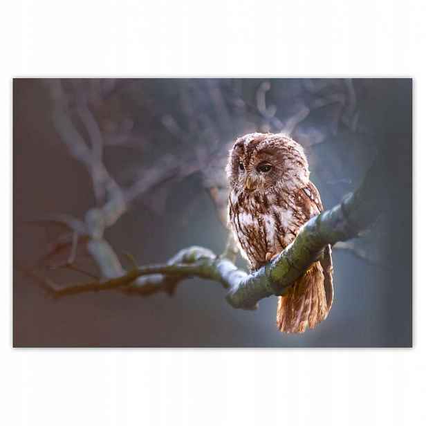 Fototapety 200x135 Sova na větvi Dravec