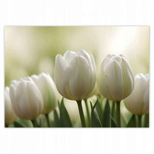 Fototapety 208x146 Bílé tulipány