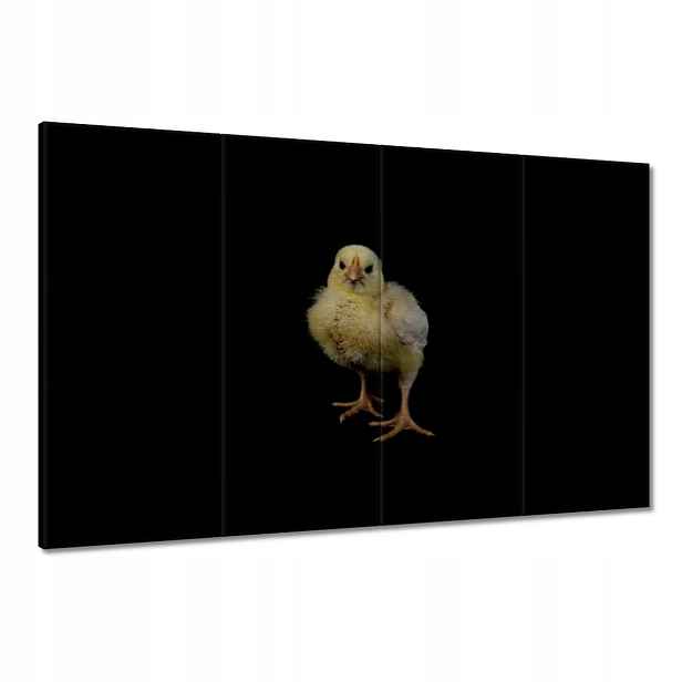 Obrazy 120x80 Malý žlutý kuřátko
