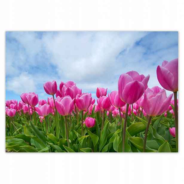 Fototapety 208x146 Tulipány na Valentýna