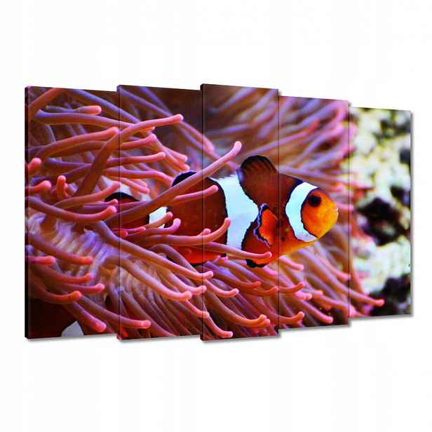 Obrazy 150x95 Oranžová rybka Rafa