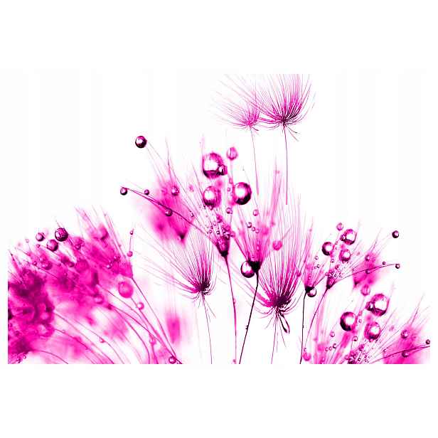 Fototapeta Růžové pampelišky rosa bílá jemnost neon 350x250 lepidlo