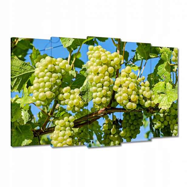 Obrazy 150x95 Zelené hroznové víno