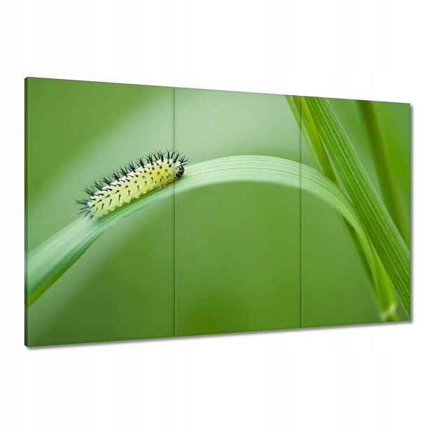 Obrazy 120x80 Zelená housenka