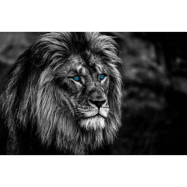 Obraz na plátně Lev s modrýma očima, 118x78 cm