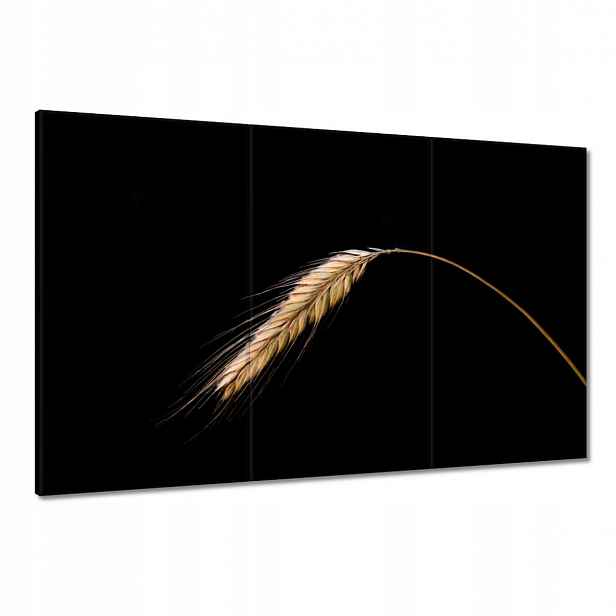 Obrazy 120x80 Klas žito obilí zlaté