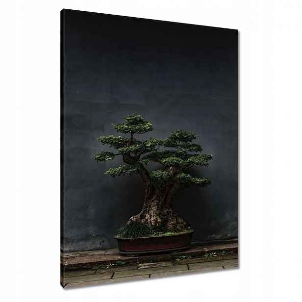 Obrazy 60x80 Bonsai Strom Kultura