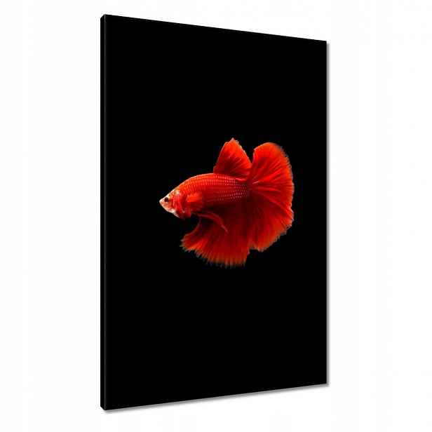 Obrazy 60x90 Červený bojovník rybka