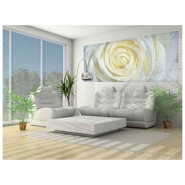 Fototapeta Bílé růže v rose elegance a svěžest rána 250x104 lepidlo