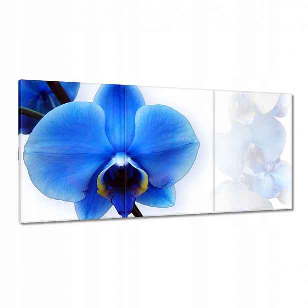 Obrazy 120x60 Modrý orchidej