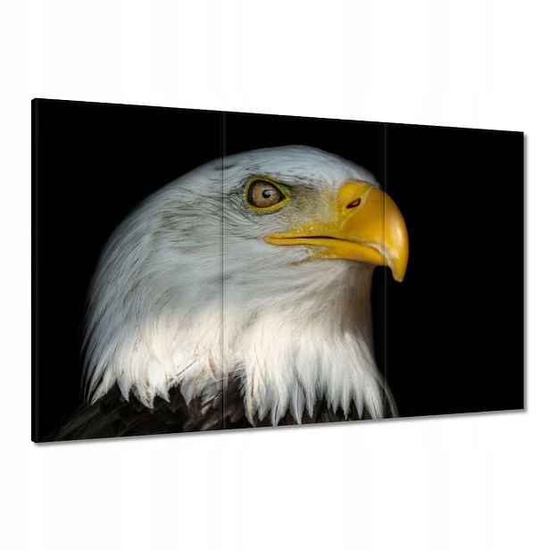 Obrazy 120x80 Bielik americký pták