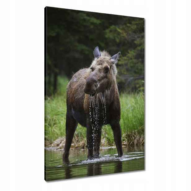 Obrazy 60x90 Losí zvířata