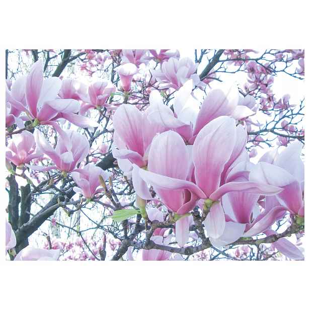Fototapeta flizelina Magnolie Růžové květy Elegance přírody 312x219 lepidlo