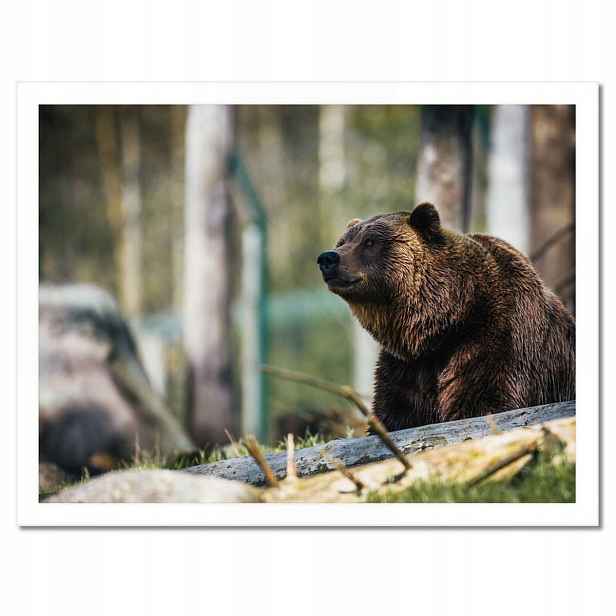 Plakáty v rámu 40x30 Zvířata Zvířátka