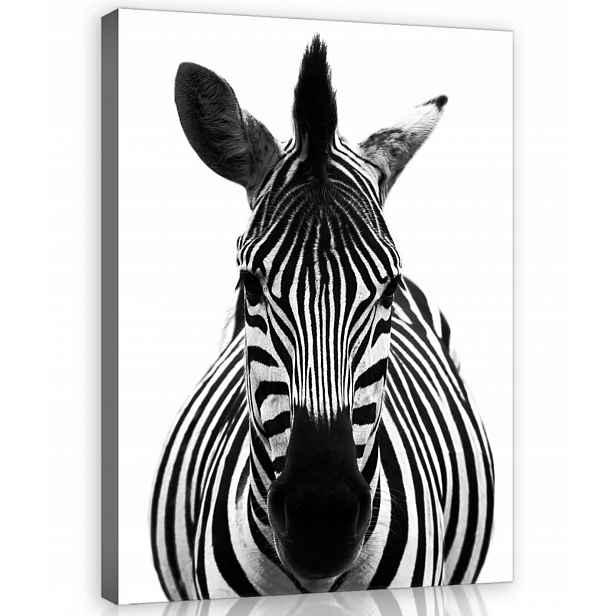 Obraz Na Plátně Plátno 60x80 Zebra Portét