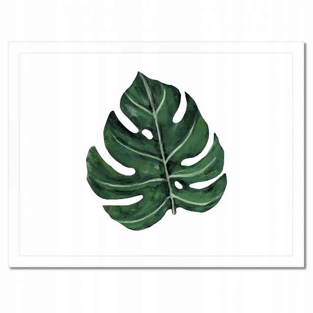 Plakáty v rámu 40x30 Monstera Zelený list