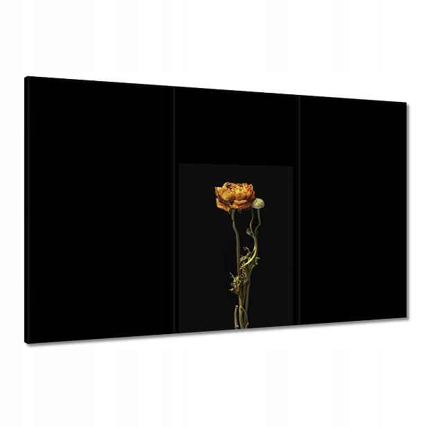 Obrazy 120x80 Sušený červený mák