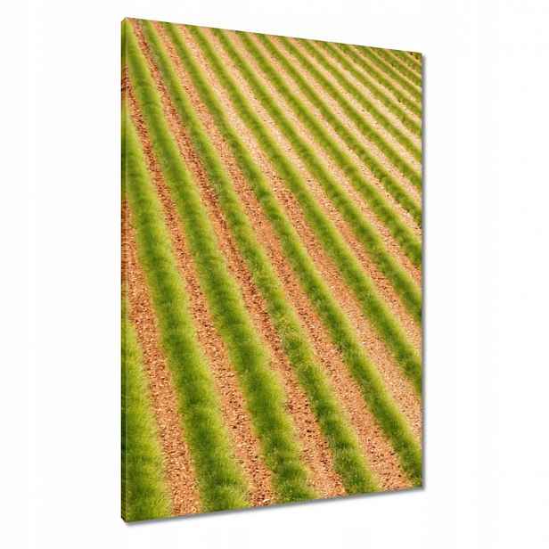 Obrazy 70x100 Zelená Provence