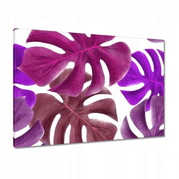 Obrazy 100x70 Monstera Listy Fialové