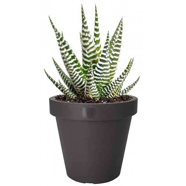 Květináč Kanten 40 cm, antracitový