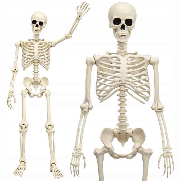 Dekorativní kostlivecová dekorace kostlivec pro Halloween 165 cm